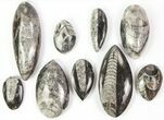 Lot: Polished Orthoceras Fossils Assorted Sizes - Pieces #77278-3